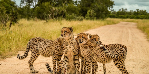 Safari na África